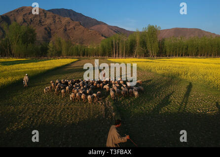 Srinagar. 8Th apr 2019. Photo aérienne prise le 8 avril 2019 montre l'élevage bergers leurs moutons dans un champ de moutarde à Awantipora Village de Pulwama district, à environ 25 km au sud de la ville de Srinagar, la capitale d'été du Cachemire. Credit : Javed Dar/Xinhua/Alamy Live News Banque D'Images