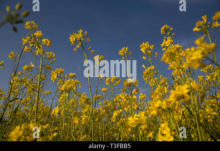 Srinagar. 8Th apr 2019. Photo prise le 8 avril 2019 montre le décor d'un village fleuri dans champ de moutarde Awantipora de Pulwama district, à environ 25 km au sud de la ville de Srinagar, la capitale d'été du Cachemire. Credit : Javed Dar/Xinhua/Alamy Live News Banque D'Images