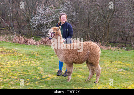 Wareham, Dorset, UK. 9Th avr 2019. Promenades à Longthorns Alpaca Farm à Wareham. Toyah qui travaille à la ferme avec Harry (le gingembre Un) (autorisation reçue). Credit : Carolyn Jenkins/Alamy Live News Banque D'Images