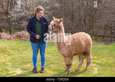 Wareham, Dorset, UK. 9Th avr 2019. Promenades à Longthorns Alpaca Farm à Wareham. Toyah qui travaille à la ferme avec Harry (le gingembre Un) (autorisation reçue). Credit : Carolyn Jenkins/Alamy Live News Banque D'Images