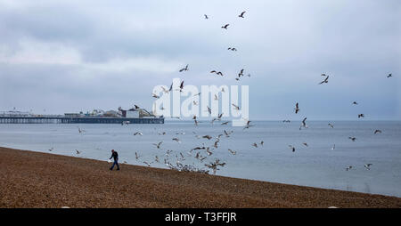 Brighton, UK. 09 avr, 2019. Les mouettes se battre pour les restes de poisson un poisson local exposant sur le front de mer de Brighton sur une journée humide gris le long de la côte sud aujourd'hui, mais les prévisions sont fixés pour améliorer au cours des prochains jours en Grande-Bretagne Crédit : Simon Dack/Alamy Live News Banque D'Images