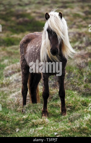 Cheval de l’Islande Banque D'Images