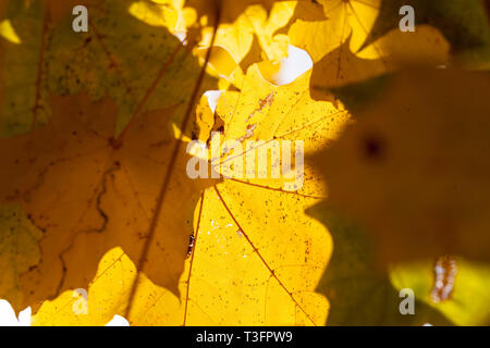 Feuillage jauné Banque D'Images
