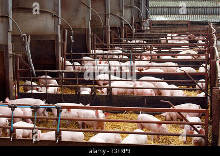 Farmer Fergus Howie travaille sur son exploitation porcine. Wicks Manor fournit les supermarchés avec la viande de porc. Malden, près de Essex. 30.03.2011. Banque D'Images