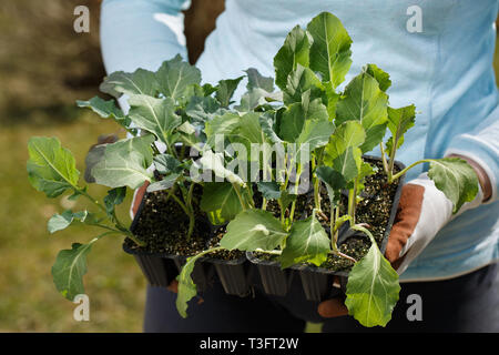 Brocoli et chou-fleur bio collection semis prêts à être plantés sur le jardin. Jardinage, aliments sains produits dans le pays, l'auto-approvisionnement concep Banque D'Images