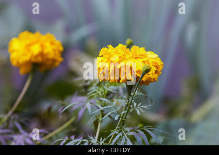 Gros plan de fleurs de souci lumineux avec une abeille assis au milieu de la fleur, en fleurs orange arrière-plan. Blackbringer parterre, copy space Banque D'Images