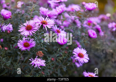 Hrysanthemum les fleurs comme un arrière-plan de près. Chrysanthèmes rose. Fond d'chrysanthème. Floral background. Focus sélectif. Banque D'Images