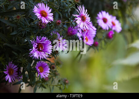 Hrysanthemum les fleurs comme un arrière-plan de près. Chrysanthèmes rose. Fond d'chrysanthème. Floral background. Focus sélectif. Banque D'Images