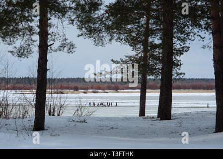 Moscow, Russie - 09 avril, 2019 : la transition des personnes sur la rivière dans le village Vychegda Sedkyrkesch spécialement équipés à l'aide de transition. Banque D'Images