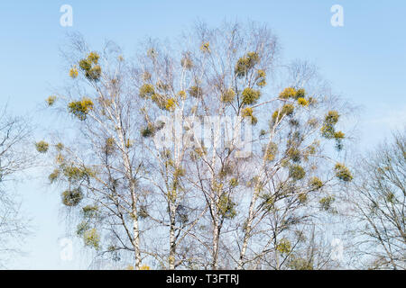 De nombreux arbustes hémiparasitaire du gui sur les branches d'arbres. Politique européenne le gui (Viscum album) poussant sur les branches de bouleau isolé Banque D'Images