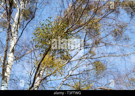 De nombreux arbustes hémiparasitaire du gui sur les branches d'arbres. Politique européenne le gui (Viscum album) poussant sur les branches de bouleau isolé Banque D'Images