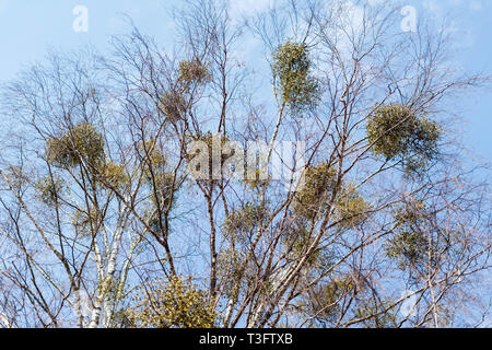 De nombreux arbustes hémiparasitaire du gui sur les branches d'arbres. Politique européenne le gui (Viscum album) poussant sur les branches de bouleau isolé Banque D'Images