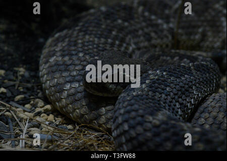Un serpent à sonnette occidental enroulé à l'ombre Banque D'Images