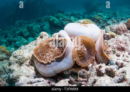 Amplexidiscus fenestrafer anémone (disque). C'est la plus grande espèce d'corallimorpharian enregistré. Corallimorphs ou anémones disque sont similaires à s Banque D'Images