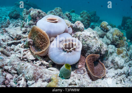 [Amplexidiscus fenestrafer anémone disque]. C'est la plus grande espèce d'corallimorpharian enregistré. Corallimorphs ou anémones disque sont similaires à s Banque D'Images