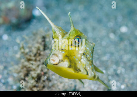 [Lactoria cornuta cowfish Longhorn]. Rinca, le Parc National de Komodo, en Indonésie. Indo-ouest pacifique. Banque D'Images