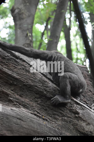 Retour vu de gorille de montagne jouant dans les arbres. Banque D'Images