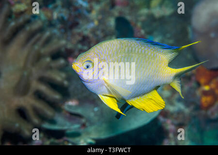 [Amblyglyphidodon aureus demoiselle d'or]. La mer d'Andaman, en Thaïlande. Indo-ouest pacifique. Banque D'Images