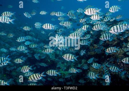 Le sergent major Abudefduf sexfasciatus []. Grande congrégation. L'Egypte, Mer Rouge. Banque D'Images