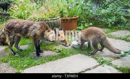 Le Renard roux Vulpes vulpes [avec] les jeunes avec bol de nourriture dans le jardin. Londres, Royaume-Uni. Banque D'Images