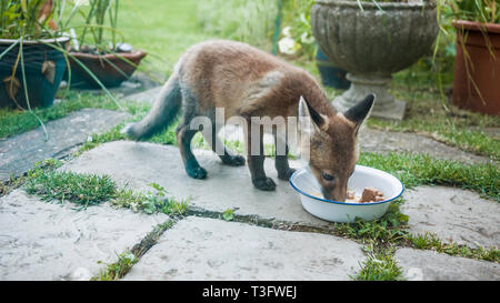 Le renard roux Vulpes vulpes [CUB] chien manger des aliments provenant d'un bol. Londres, Royaume-Uni. Banque D'Images
