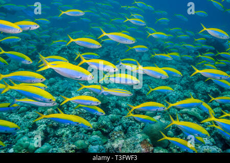 Xanthonota Yellowback fusiliers [Caesio] école sur les récifs coralliens. Les Maldives, océan Indien. Indo-ouest pacifique. Banque D'Images