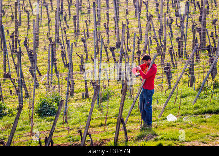 Vignoble à Weil am Rhein, Allemagne. Travaux de printemps sur la vigne. Le Gutedel a un peu moins d'alcool, est considéré comme très digestible. En 1780, la cépage Gutedel a été apportée à la terre de Markgräfler par Margrave Karl-Friedrich von Baden de Vevey, sur le lac Léman. Même alors, ce raisin a eu une histoire qui a duré plusieurs millénaires. Aujourd'hui, il se développe entre les deux cathédrales de Bâle et de Fribourg. Le grand raisin produit un vin frais et mousseux Banque D'Images