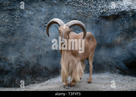 Le mouflon à manchettes (Ammotragus lervia) Comité permanent sur les montagnes rocheuses Banque D'Images