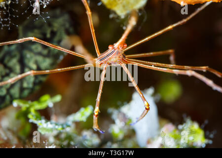 Stenorhynchus seticornis gros plan d'un crabe flèche Yellowline, Banque D'Images