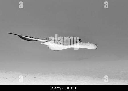 Noir et blanc gros plan du sud de Stingray avec whip ray sur coral reef au Mexique Banque D'Images