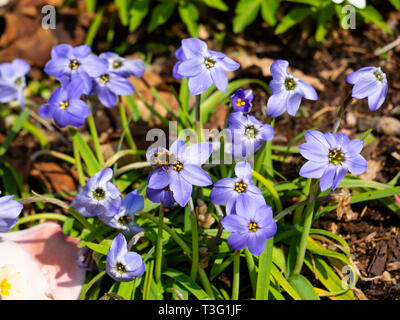 Bleu fleur de ressort sous forme de la trientale boréale, le bulbe d'Ipheion uniflorum n 'Jessie' Banque D'Images