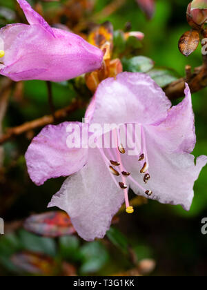 Printemps rose fleur de l'evergreen, Rhododendron nain compact pemakoense Banque D'Images