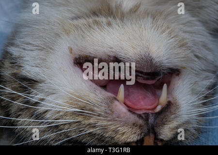Granulome Eosinophile Dans La Bouche D Un Chat Chat Avec Tumeur Orale Photo Stock Alamy