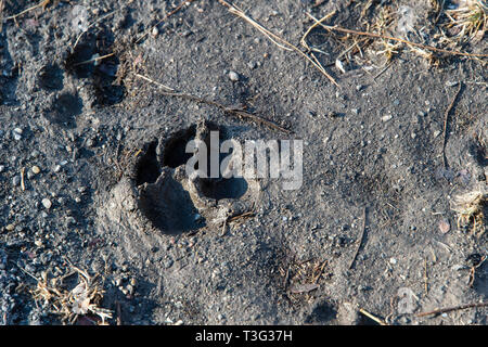 Un chien's paw print en terrain lourd, Southwoods Park, West Des Moines, Iowa. Banque D'Images