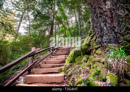 Marches de bois qui monte à travers une forêt verte dans le comté de Marin, au nord de la baie de San Francisco, Californie Banque D'Images