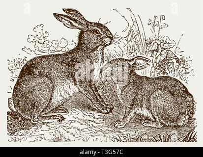 Lièvre d'Europe (Lepus europaeus) et le lapin (Oryctolagus cuniculus) assis dans un pré. Après une gravure d'illustration historique de la 19e Illustration de Vecteur