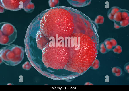 3D illustration ovule embryon. Les cellules de l'embryon avec red noyaux dans le centre. Les ovules humains ou animaux. Concept scientifique de la médecine. Livin Développement Banque D'Images