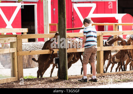 Un garçon de douze ans nourrir des chèvres à un zoo à South Bend, Indiana, USA. Banque D'Images