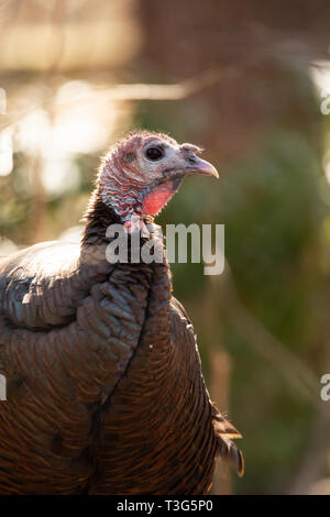 Un dindon sauvage hen (Meleagris gallopavo) dans une ferme de Lincoln, Massachusetts, USA. Banque D'Images