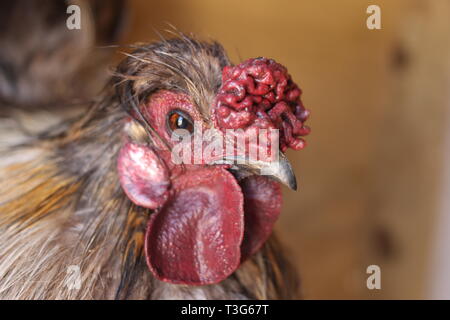 Tête de Boeuf haché de poulet poulet rare breed close up Banque D'Images