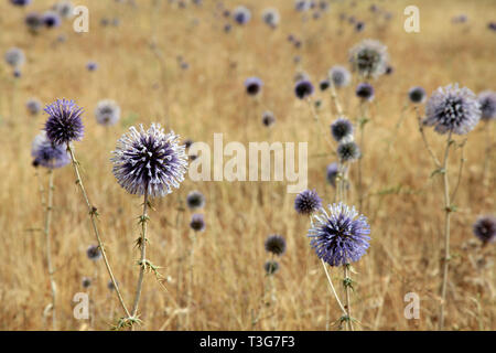 Thorn Banque D'Images