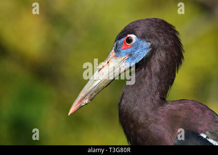 Abdimstorch / Abdim cigogne Ciconia abdimii de / Banque D'Images