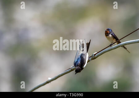 Avaler assis sur le fil contre un arrière-plan flou panachées. De petits oiseaux dans leur habitat naturel déjà ville. Journée d'été à Matera, Basi Banque D'Images