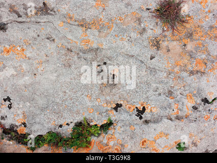 Old Stone gris grunge texture avec le lichen orange jaune Banque D'Images