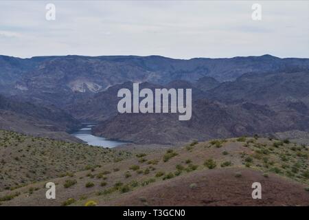 Le désert dans le Nord de l'Arizona, près de la rivière Colorado fleurit après les récentes pluies Banque D'Images