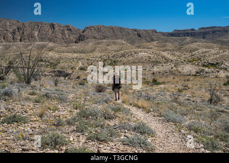 Randonneur à Mariscal Canyon Rim Trail, Désert de Chihuahuan borderland, Big Bend National Park, Texas, États-Unis Banque D'Images