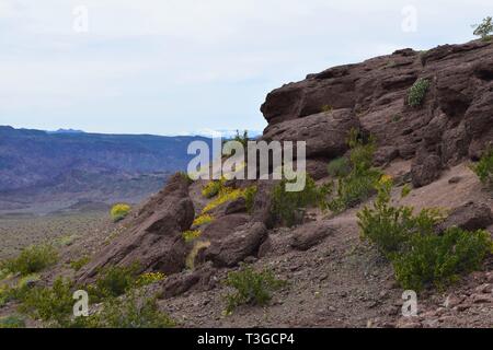 Le désert dans le Nord de l'Arizona, près de la rivière Colorado fleurit après les récentes pluies Banque D'Images