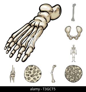 Fémur,pieds,de,la hanche,appareil locomoteur Fracture,fibres,ostéoporose,cheville,bony,joints,sain,scientifique,la douleur,cell,jambe,bassin,tissu,biais,squelettique, la podologie, la chirurgie du genou,,system,dommage,musculaire,avant-pied,conjonctif,tibia,body,os,squelette anatomie,des,organes,médical,médecine,clinique,biologie,,set,icône,,illustration,collection,isolé,design,graphisme,élément signe,caricature,couleur,vecteurs vecteur , Illustration de Vecteur