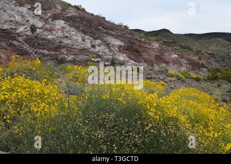 Le désert dans le Nord de l'Arizona, près de la rivière Colorado fleurit après les récentes pluies Banque D'Images