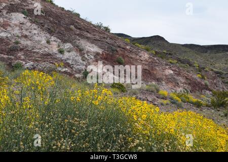 Le désert dans le Nord de l'Arizona, près de la rivière Colorado fleurit après les récentes pluies Banque D'Images